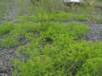 Euphorbia exigua 2, Kleine wolfsmelk, Saxifraga-Rutger Barendse