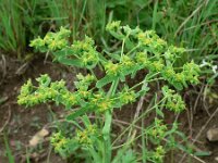 Euphorbia exigua 3, Kleine wolfsmelk, Saxifraga-Jan Willem Jongepier