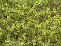 Euphorbia falcata 7, Saxifraga-Jan van der Straaten