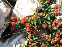 Euphorbia fragifera 2, Saxifraga-Jasenka Topic