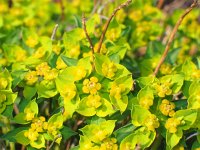 Euphorbia fragifera 5, Saxifraga-Jasenka Topic