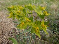 Euphorbia heteradena