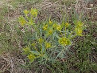 Euphorbia heteradena 2, Saxifraga-Ed Stikvoort : Jerevan - Areni - Noravank A900
