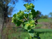 Euphorbia hirsuta 2, Saxifraga-Ed Stikvoort