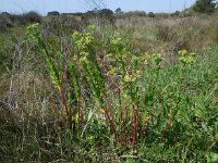 Euphorbia hirsuta 3, Saxifraga-Ed Stikvoort