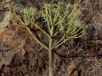 Euphorbia lamarckii 1, Saxifraga-Ed Stikvoort