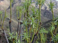 Euphorbia lamarckii 3, Saxifraga-Ed Stikvoort