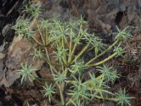 Euphorbia lamarckii 4, Saxifraga-Ed Stikvoort