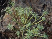 Euphorbia lamarckii 4, Saxifraga-Ed Stikvoort