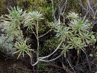 Euphorbia lamarckii 5, Saxifraga-Ed Stikvoort