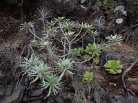 Euphorbia lamarckii 6, Saxifraga-Ed Stikvoort