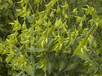 Euphorbia lathyris 2, Kruisbladige wolfsmelk, Saxifraga-Jan van der Straaten