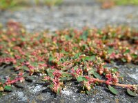 Euphorbia maculata 10, Straatwolfsmelk, Saxifraga-Ed Stikvoort