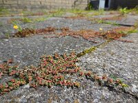 Euphorbia maculata 12, Straatwolfsmelk, Saxifraga-Ed Stikvoort