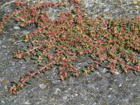 Euphorbia maculata 13, Straatwolfsmelk, Saxifraga-Ed Stikvoort