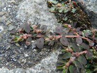 Euphorbia maculata 16, Straatwolfsmelk, Saxifraga-Rutger Barendse