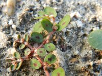 Euphorbia maculata 17, Straatwolfsmelk, Saxifraga-Rutger Barendse