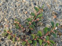Euphorbia maculata 19, Straatwolfsmelk, Saxifraga-Rutger Barendse