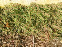 Euphorbia maculata 20, Straatwolfsmelk, Saxifraga-Rutger Barendse