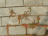 Euphorbia maculata 21, Straatwolfsmelk, Saxifraga-Rutger Barendse