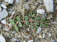 Euphorbia maculata 22, Straatwolfsmelk, Saxifraga-Rutger Barendse