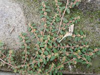 Euphorbia maculata 24, Straatwolfsmelk, Saxifraga-Rutger Barendse