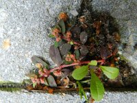 Euphorbia maculata 25, Straatwolfsmelk, Saxifraga-Rutger Barendse