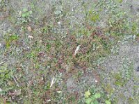 Euphorbia maculata 28, Straatwolfsmelk, Saxifraga-Rutger Barendse