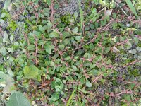 Euphorbia maculata 29, Straatwolfsmelk, Saxifraga-Rutger Barendse