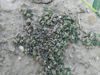 Euphorbia maculata 30, Straatwolfsmelk, Saxifraga-Rutger Barendse