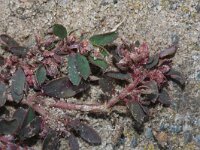 Euphorbia maculata 31, Straatwolfsmelk, Saxifraga-Rutger Barendse
