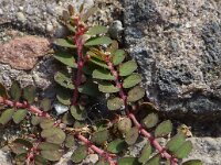Euphorbia maculata 32, Straatwolfsmelk, Saxifraga-Jelle van Dijk