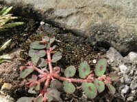 Euphorbia maculata 4, Straatwolfsmelk, Saxifraga-Rutger Barendse