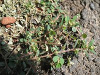 Euphorbia maculata 6, Straatwolfsmelk, Saxifraga-Rutger Barendse