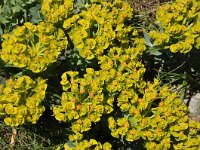 Euphorbia myrsinites 14, Saxifraga-Harry Jans