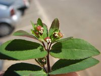 Euphorbia nutans 2, Saxifraga-Jasenka Topic