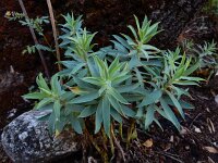 Euphorbia oxyphylla 2, Saxifraga-Ed Stikvoort