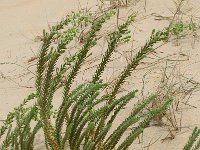 Euphorbia paralias 1, Zeewolfsmelk, Saxifraga-Jan van der Straaten