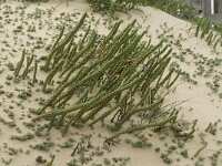 Euphorbia paralias 15, Zeewolfsmelk, Saxifraga-Jan van der Straaten