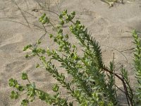 Euphorbia paralias 22, Zeewolfsmelk, Saxifraga-Jan van der Straaten