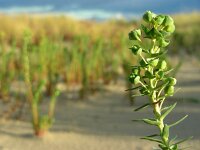 Euphorbia paralias 34, Zeewolfsmelk, Saxifraga-Ed Stikvoort
