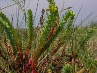 Euphorbia paralias 4, Zeewolfsmelk, Saxifraga-Peter Meininger