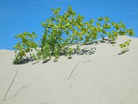 Euphorbia paralias 41, Zeewolfsmelk, Saxifraga-Ed Stikvoort
