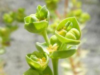 Euphorbia paralias 46, Zeewolfsmelk, Saxifraga-Rutger Barendse