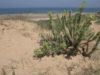 Euphorbia paralias 54, Zeewolfsmelk, Saxifraga-Willem van Kruijsbergen