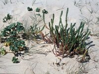 Euphorbia paralias 56, Zeewolfsmelk, Saxifraga-Jan van der Straaten