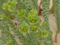 Euphorbia paralias 57, Zeewolfsmelk, Saxifraga-Hans Grotenhuis