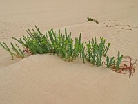 Euphorbia paralias 58, Zeewolfsmelk, Saxifraga-Hans Grotenhuis