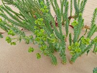 Euphorbia paralias 59, Zeewolfsmelk, Saxifraga-Hans Grotenhuis