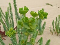 Euphorbia paralias 60, Zeewolfsmelk, Saxifraga-Hans Grotenhuis